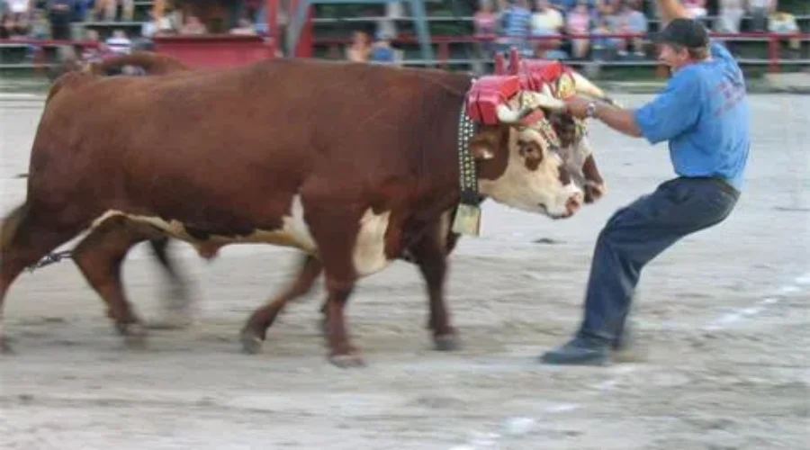 South Shore Exhibition Ready For 124th Year