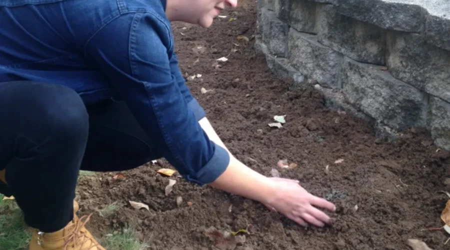 Fourteen Hundred Tulips Planted In Bridgewater