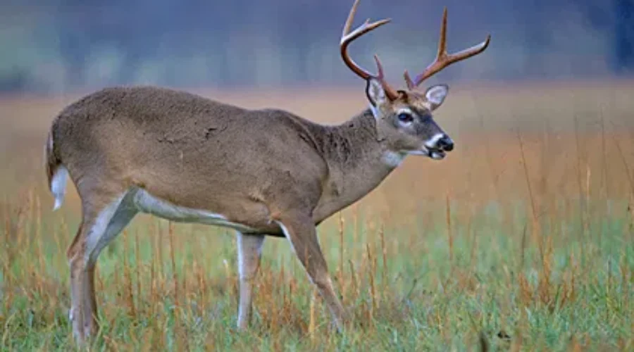 Sunday Hunting In Effect In NS