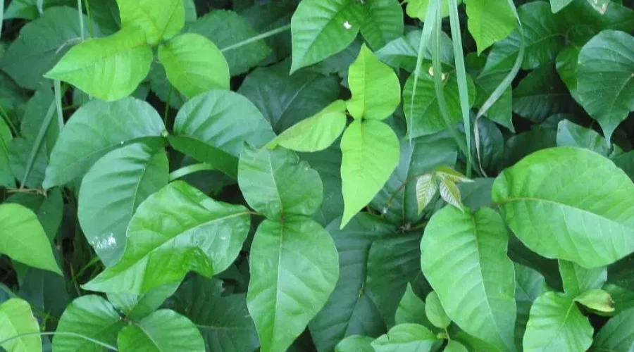 Poison Ivy Popping Up In Bridgewater