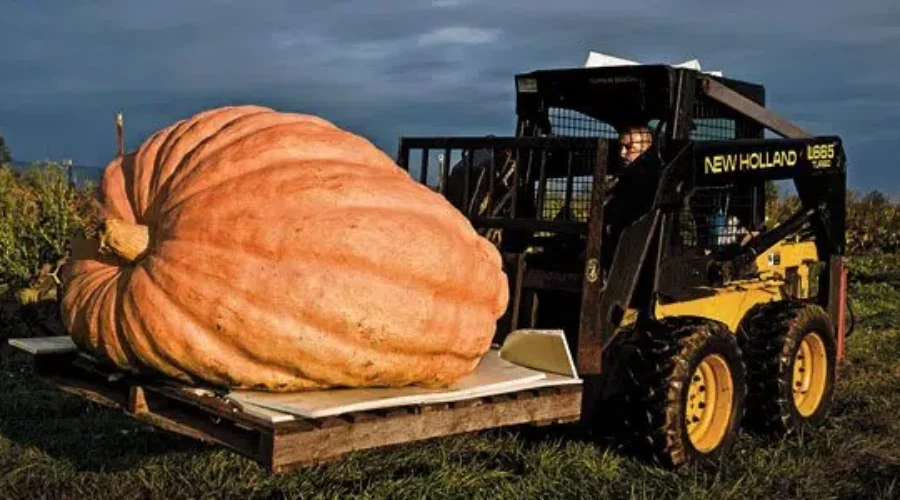 Farmer Grows Giant Pumpkin Over 1,000 Pounds