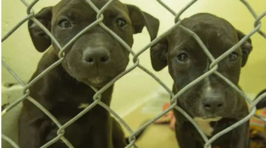 Dog Owners Charged With Animal Cruelty Lose Custody Of Dogs