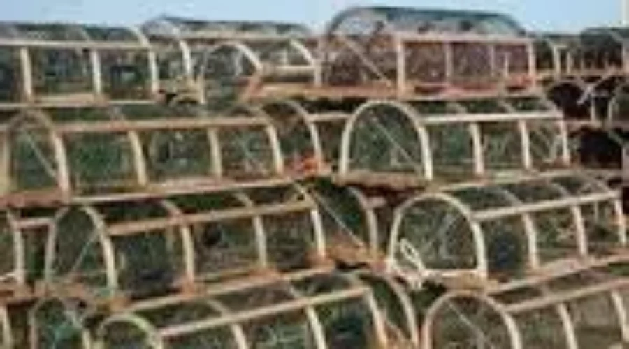 Dumping Day For Lobster Fishermen