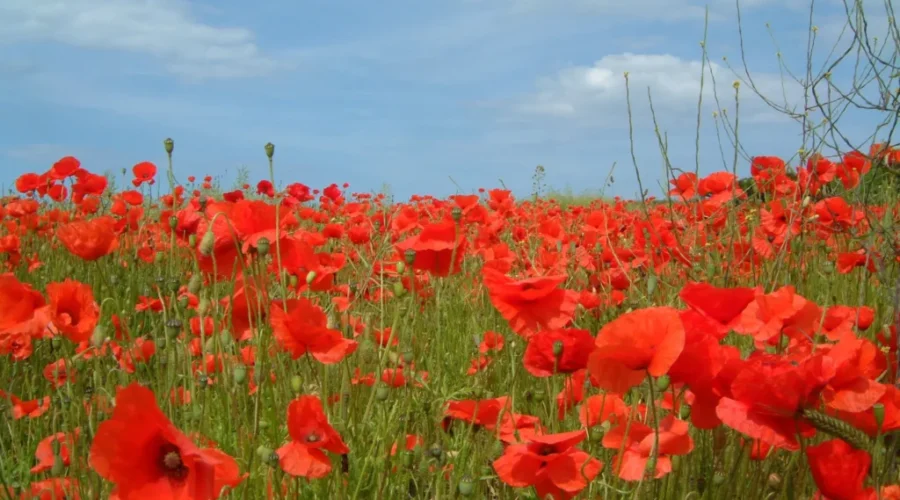 Poppy Symbol Of Remembrance Day