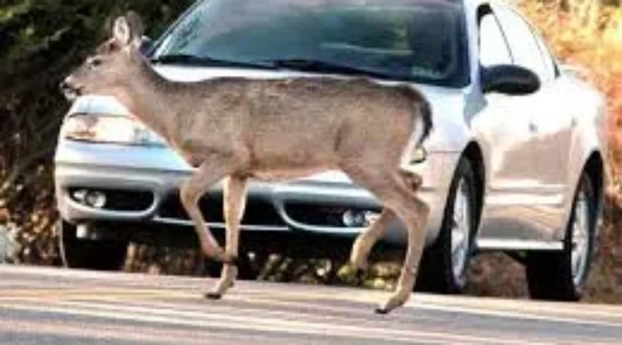 Cars And Deer, A Deadly Combination This Time Of Year