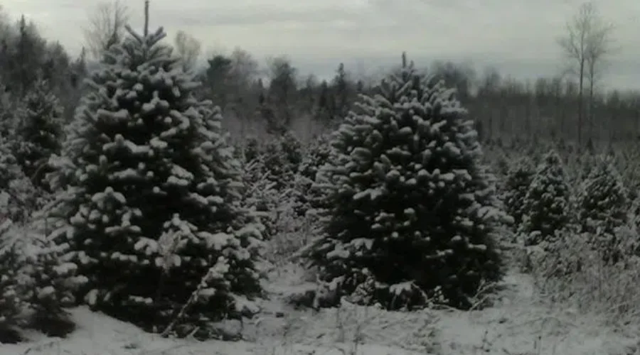Christmas Tree Farmers Expect Banner Year