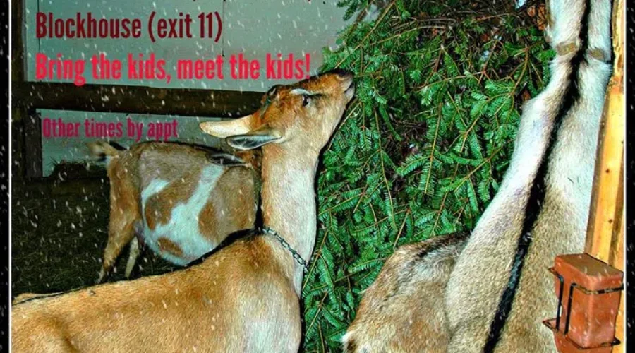 The Greener Side Of Real Christmas Trees