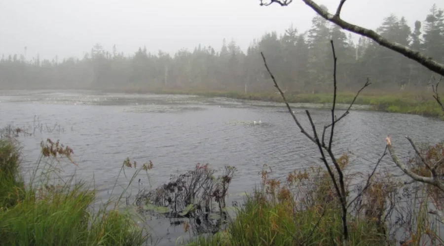 Lunenburg County Group Fights To Save Decades-Old Wetland