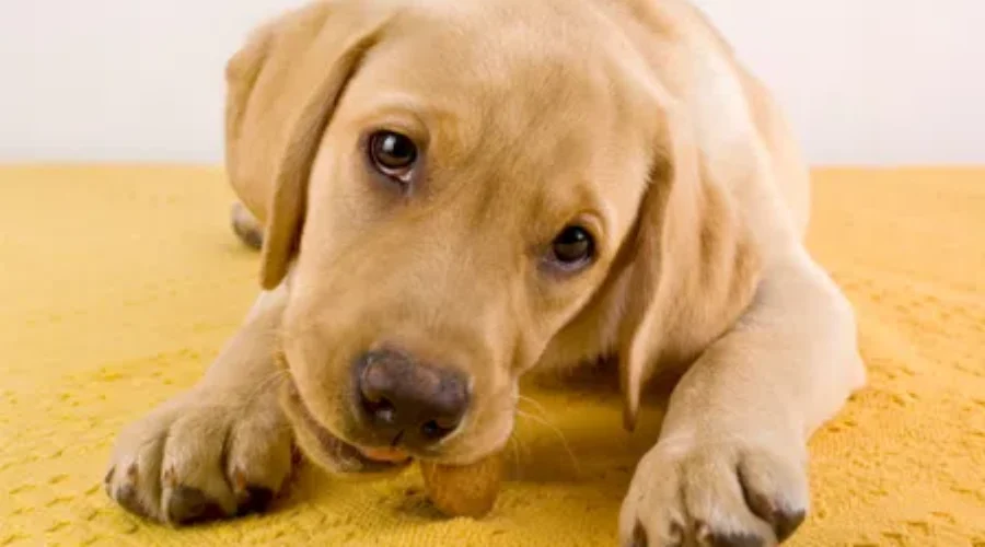 Holiday Season No Picnic For Pets