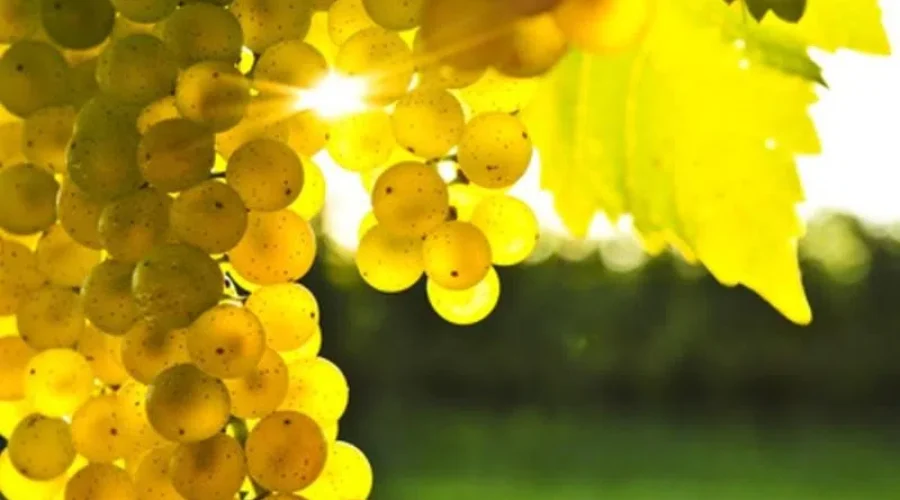 NS Wine Industry Gets $1 Million Boost From Province