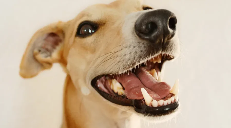 Dental Hygiene Key For Pet Health