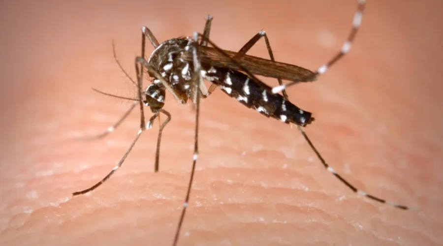 Zika Virus Not A Major Threat In Nova Scotia