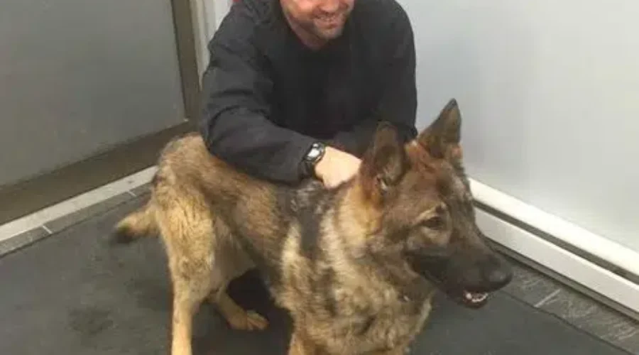 Bridgewater: New Police Dog Arrives, Named After Corporal Paul Davis