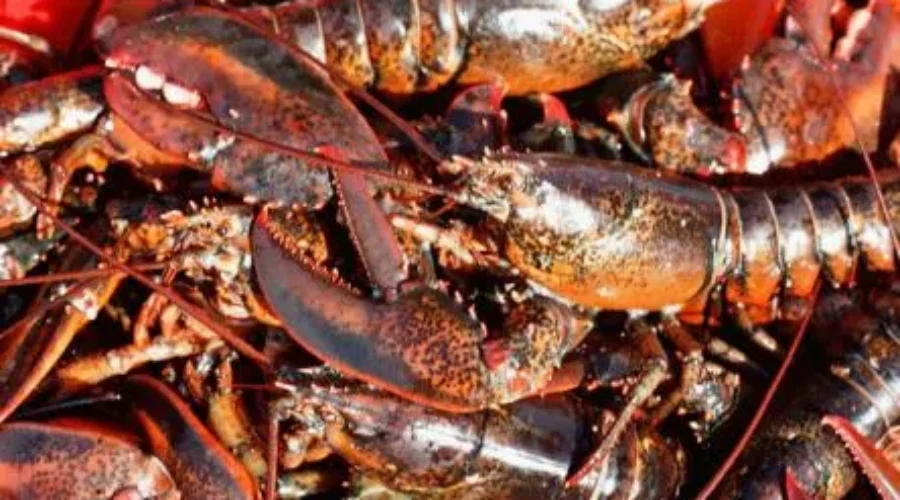 Fish Packers Association Speaks Against New Mandatory Training