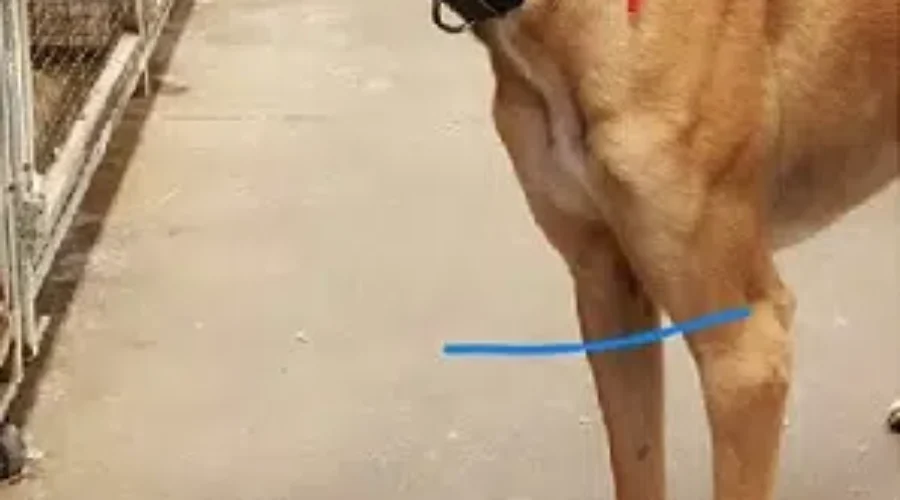 Special Greyhound Finds Forever Home
