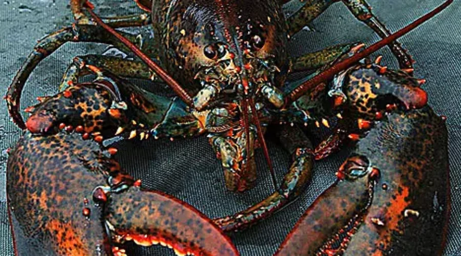 Mandatory Lobster Course Being Implemented In Nova Scotia