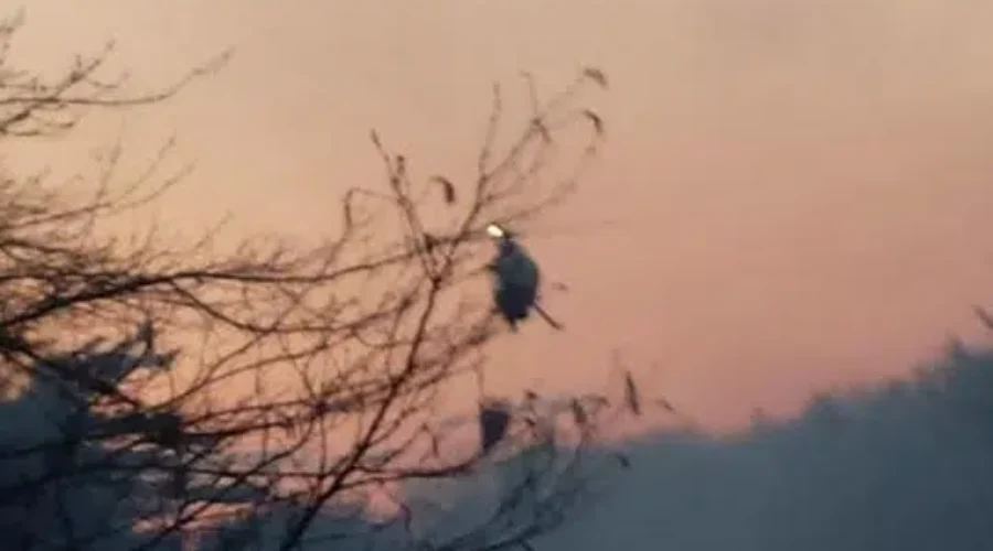 VIDEO: Forest Fire In Lower Clyde River