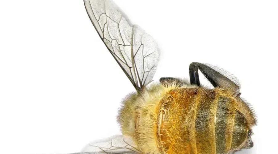 Chester Man Combating Bee Population Decline