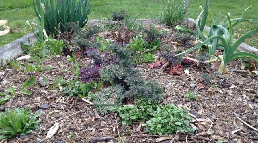 Bridgewater Community Garden Opens For 6th Year