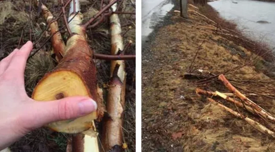 Bridgewater Business Owner Convinces Town To Halt Riverside Pruning