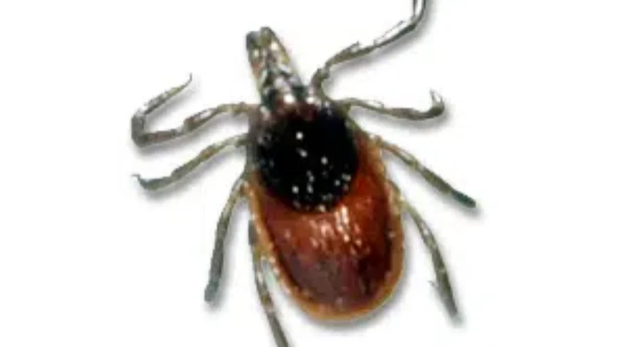 Province Raising Awareness About Lyme Disease