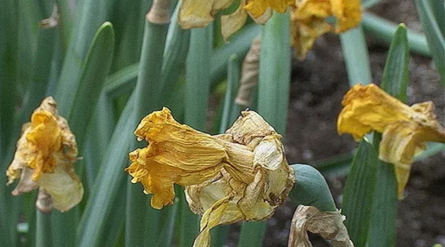 UPDATE: Canadian Cancer Society Loses 310,000 Daffodils