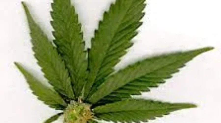 Parliament Will Vote Whether Or Not To Decriminalize Pot This Week.