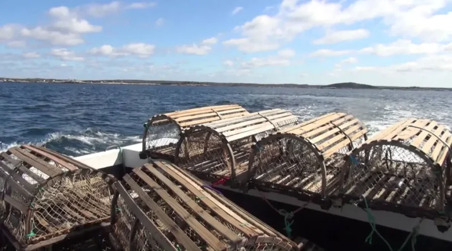 Lobster Season Was One of The Best In A Decade: Lobster Association
