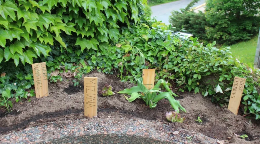 Bridgewater Town Hall Gets ‘Snack Garden’