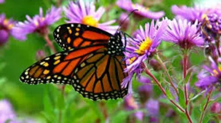 First Monarch Butterflies Arrive On South Shore