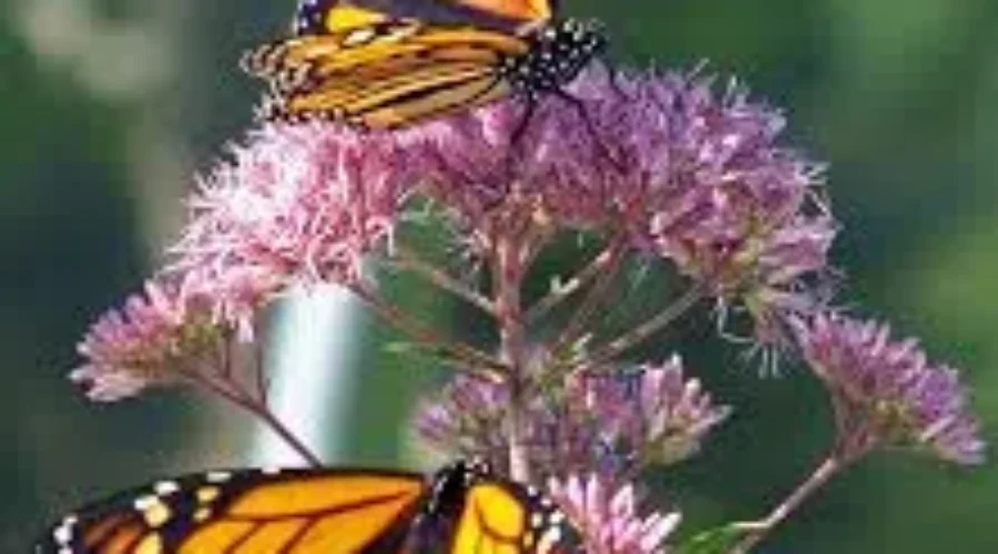 Elderdog Memorial Butterfly Release Goes On Saturday
