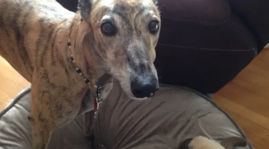 MGAP Says Fostering A Greyhound, A Rewarding Experience