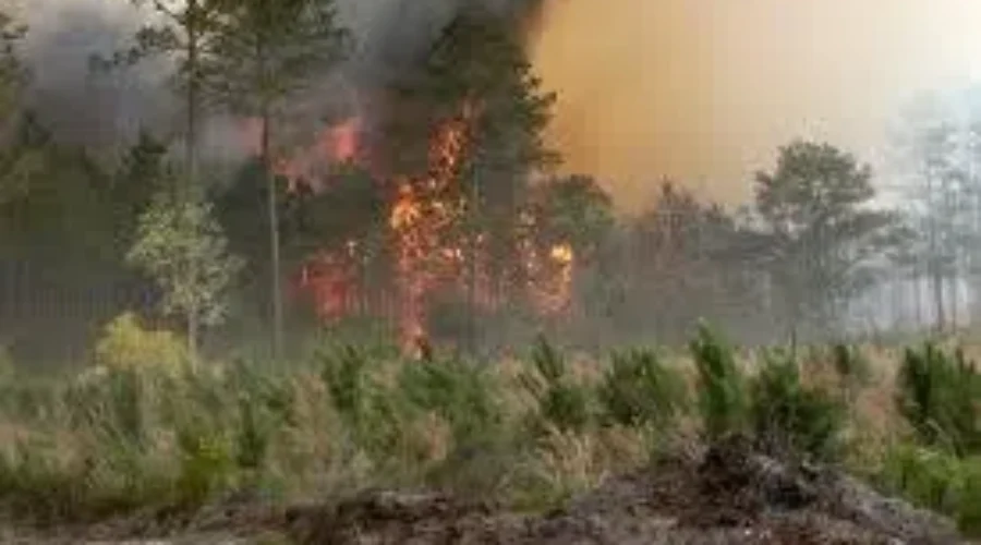 Forest Fires Continue To Burn In Annapolis, Queens Counties