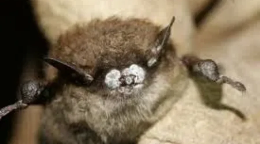 Healthy Bats Found In South West Nova Scotia