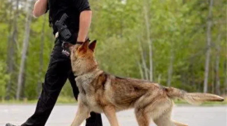 Davis Ready To Sniff Out Crime In Bridgewater