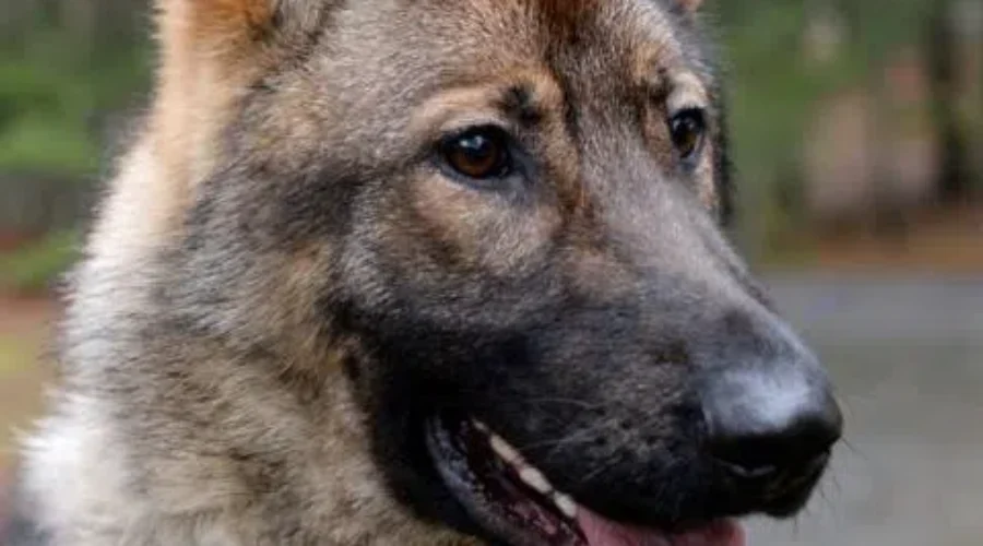 Bridgewater Police Dog Helps Make Arrest