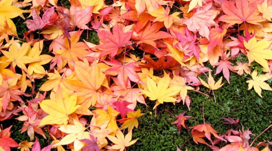 Warm Fall Ahead