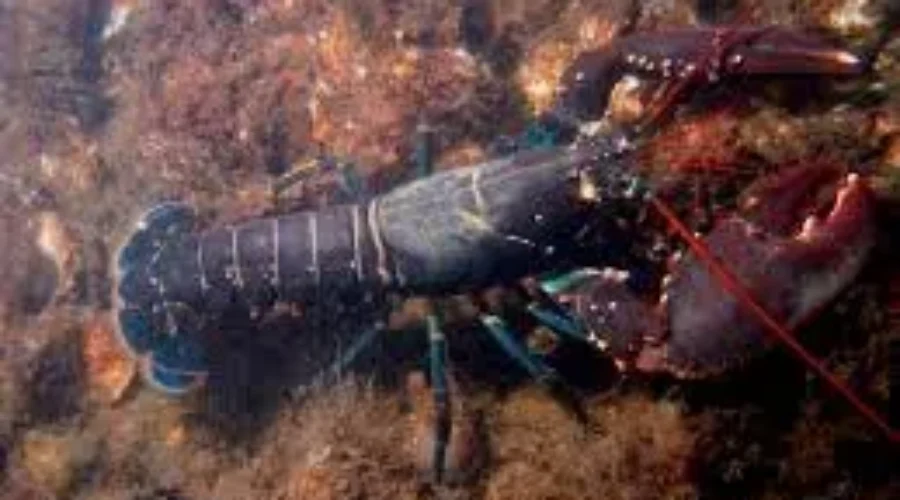 North America and EU Battling Over Lobster
