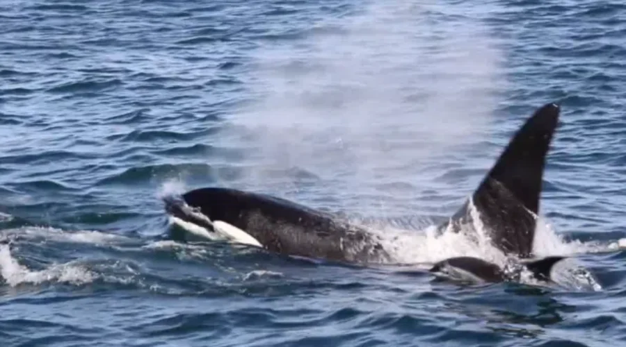 Old Friend Back Again Off The Coast of Western Nova Scotia