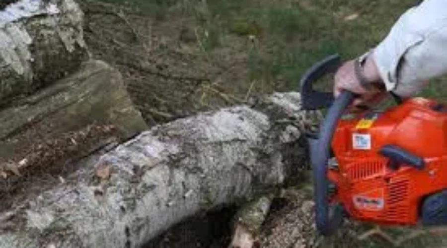 New Penalties Announced For Illegal Wood Cutting In NS