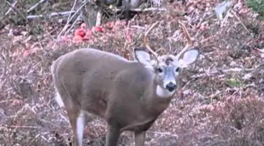 Deer Hunting Season Opens Friday