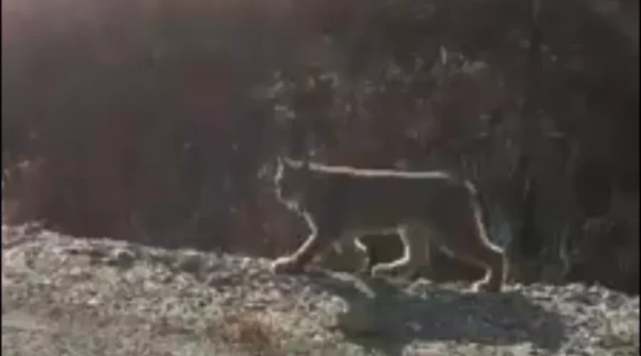 VIDEO: ‘Big Cat’ Spotted In Clyde River Sunday