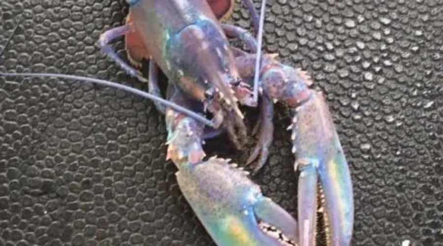 Multi-Coloured Crustacean Wins ‘Craziest Lobster’ Contest
