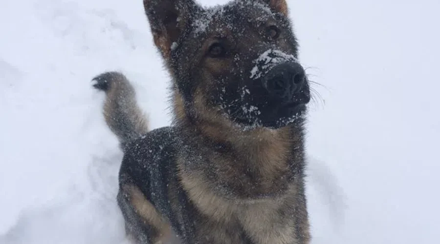 Bridgewater Police Dog Helps Find Alleged Car Thief