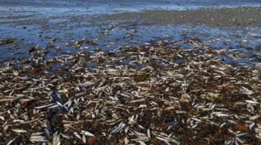 DFO: Southwestern N.S. Fish Kill Likely A Natural Event