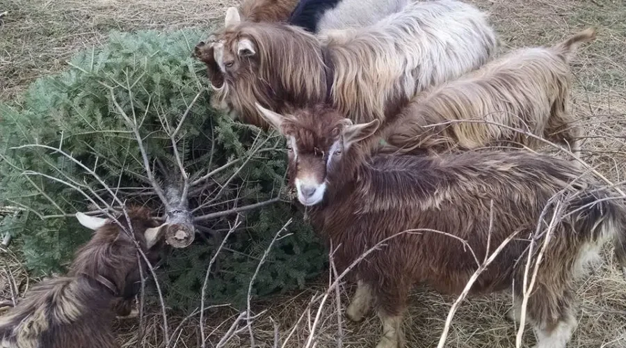Town Of Lunenburg Pledges Trees For Goats