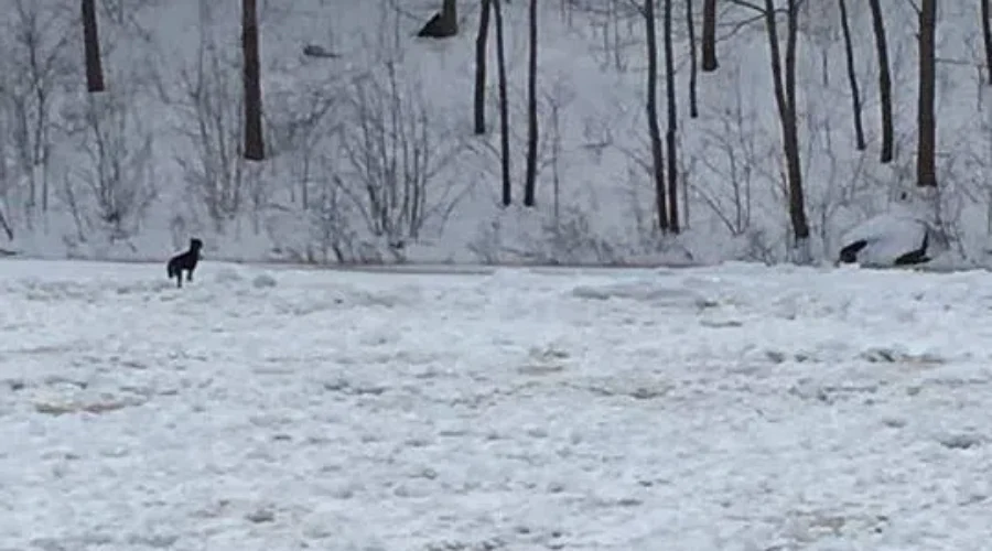 Dog Safe After Wandering Onto LaHave River