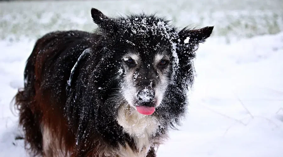 SPCA Reminds Pet Owners To Bring Them Inside