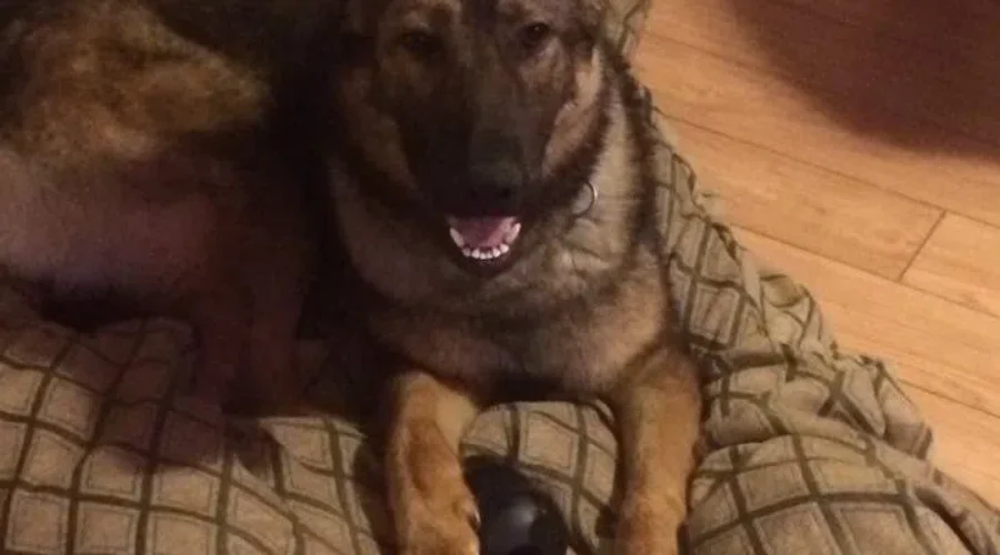 Bridgewater Police Dog Back To Working Full-Time After Surgery