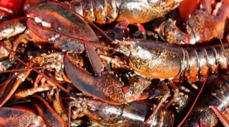 More Lobster Goes Missing